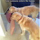 Illustration for article titled Why Are Dogs So Insanely Happy to See Us When We Get Home?